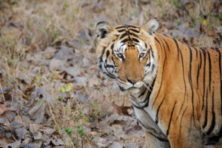 Tiger-India